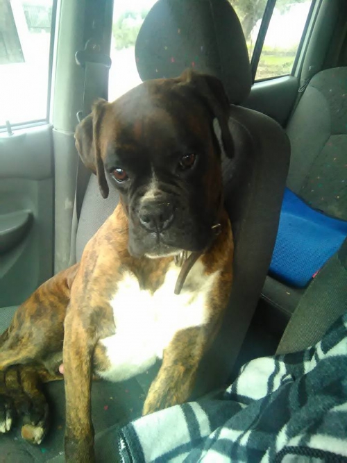 &Beta;&rho;έ&theta;&eta;&kappa;&epsilon; &alpha;&rho;&sigma;&epsilon;&nu;&iota;&kappa;ό &Mu;&pi;ό&xi;&epsilon;&rho;