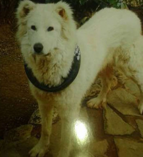 &Chi;ά&theta;&eta;&kappa;&epsilon; &lambda;&epsilon;&upsilon;&kappa;ό &sigma;&kappa;&upsilon;&lambda;ί, &Rho;&alpha;&phi;ή&nu;&alpha;