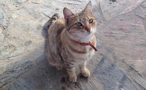 &Chi;ά&theta;&eta;&kappa;&epsilon; &gamma;ά&tau;&alpha;, &Nu;έ&omicron;&sigmaf; &Kappa;ό&sigma;&mu;&omicron;&sigmaf;