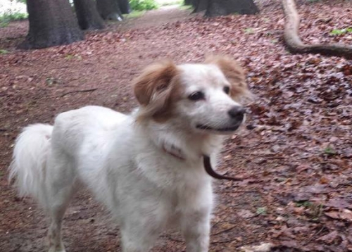 &Chi;ά&theta;&eta;&kappa;&epsilon; &sigma;&kappa;ύ&lambda;&omicron;&sigmaf;, &Pi;&alpha;&iota;&alpha;&nu;ί&alpha;