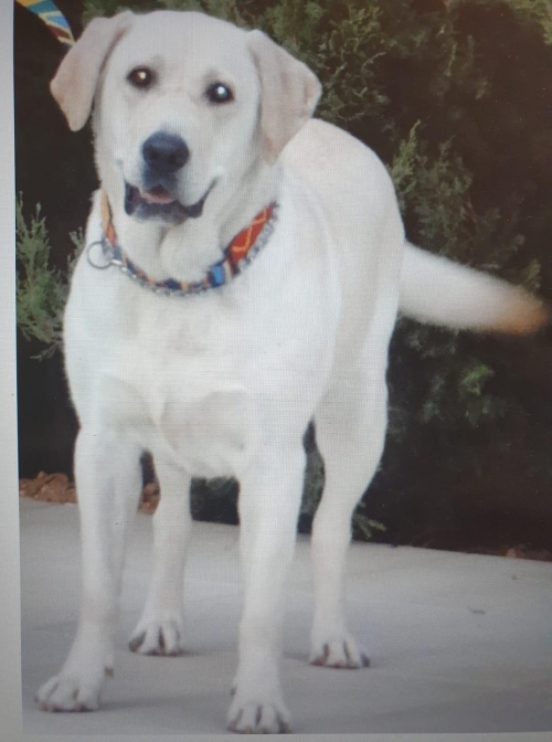 Έχασα την λαμπραντορίνα μου