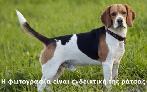 Βρέθηκε Μπιγκλ, Ρόδος