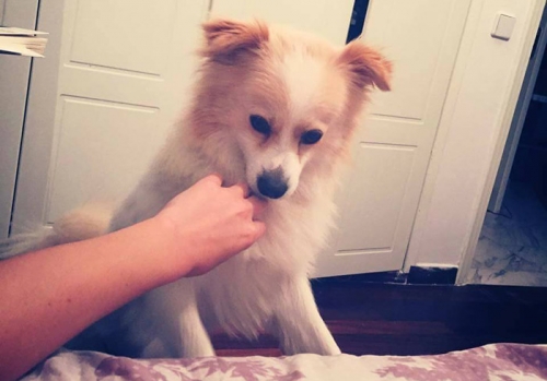 &Chi;ά&theta;&eta;&kappa;&epsilon; &eta;&mu;ί&alpha;&iota;&mu;&omicron; &Sigma;&pi;&iota;&tau;&zeta;, &Chi;&alpha;&lambda;&kappa;ί&delta;&alpha;