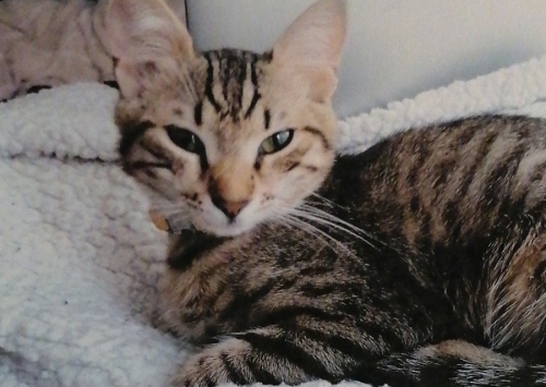 Χάθηκε θηλυκή γάτα, Αμπελόκηποι