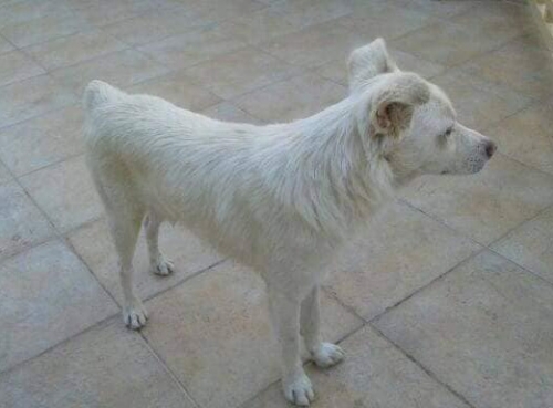 Χάθηκε λευκός σκύλος, Άνω Πετράλωνα