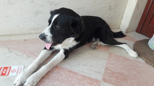 Βρέθηκε σκύλος στην Καλαμαριά