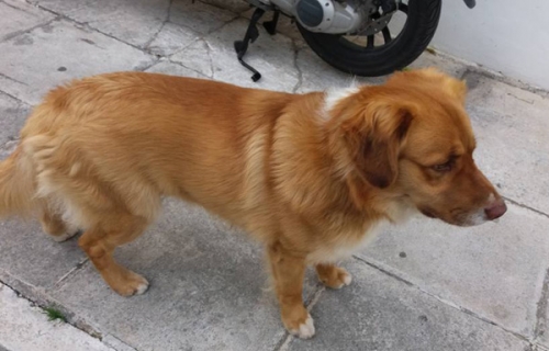 Βρέθηκε καφέ σκύλος, Αμφιάλη