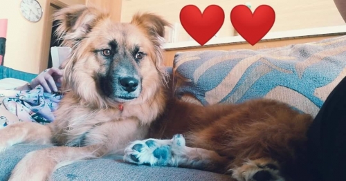 Χάθηκε θηλυκό κανελί, Κηφισιά