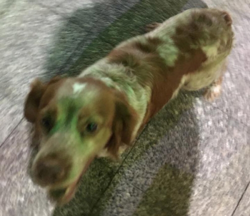 Βρέθηκε άσπρος - καφέ σκύλος, Ν. Ηράκλειο