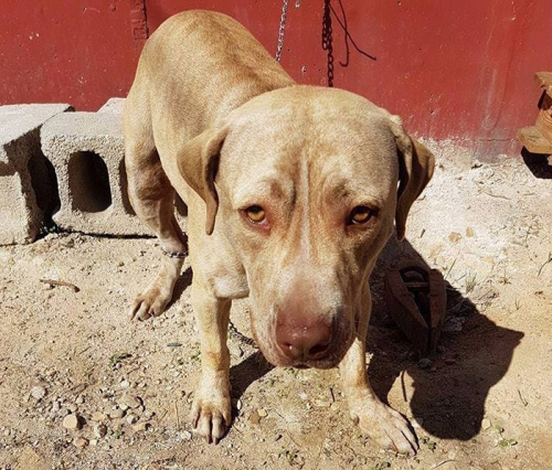 &Chi;ά&theta;&eta;&kappa;&epsilon; ή &kappa;&lambda;ά&pi;&eta;&kappa;&epsilon; &Pi;ί&tau;&mu;&pi;&omicron;&upsilon;&lambda;, &Mu;&epsilon;&tau;&alpha;&mu;ό&rho;&phi;&omega;&sigma;&eta;