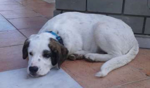 Βρέθηκε άσπρος σκύλος, Καλαμαριά