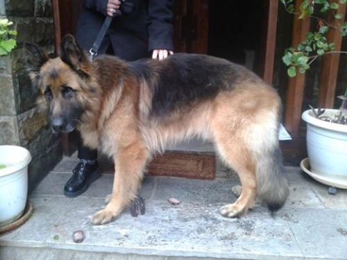 &Beta;&rho;έ&theta;&eta;&kappa;&epsilon; &lambda;&upsilon;&kappa;ό&sigma;&kappa;&upsilon;&lambda;&omicron;, &Alpha;&gamma;ί&alpha; &Pi;&alpha;&rho;&alpha;&sigma;&kappa;&epsilon;&upsilon;ή