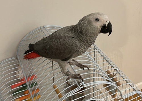 Χάθηκε παπαγάλος Ζακώ, Μαρούσι