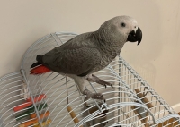 Χάθηκε παπαγάλος Ζακώ, Μαρούσι