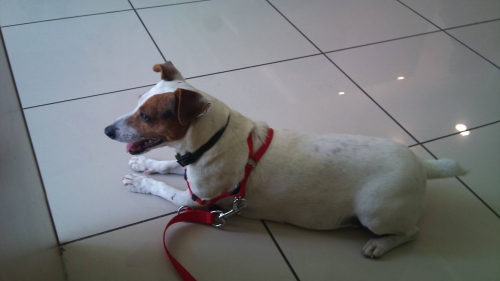 Χάθηκε Σκύλος, θηλυκό Τζακ Ράσελ,