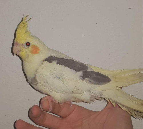 Χάθηκε κοκατίλ, περιοχή Θεσσαλονίκη, Νέα Παραλία