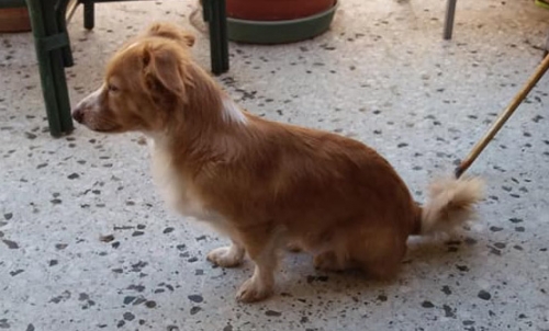 Βρέθηκε καφέ Κοκόνι, Μετς