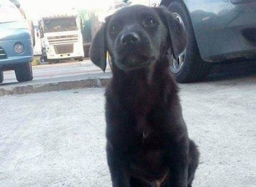 &Chi;ά&theta;&eta;&kappa;&epsilon; &mu;&alpha;ύ&rho;&omicron; &sigma;&kappa;&upsilon;&lambda;ά&kappa;&iota;, &Epsilon;&xi;ά&rho;&chi;&epsilon;&iota;&alpha;