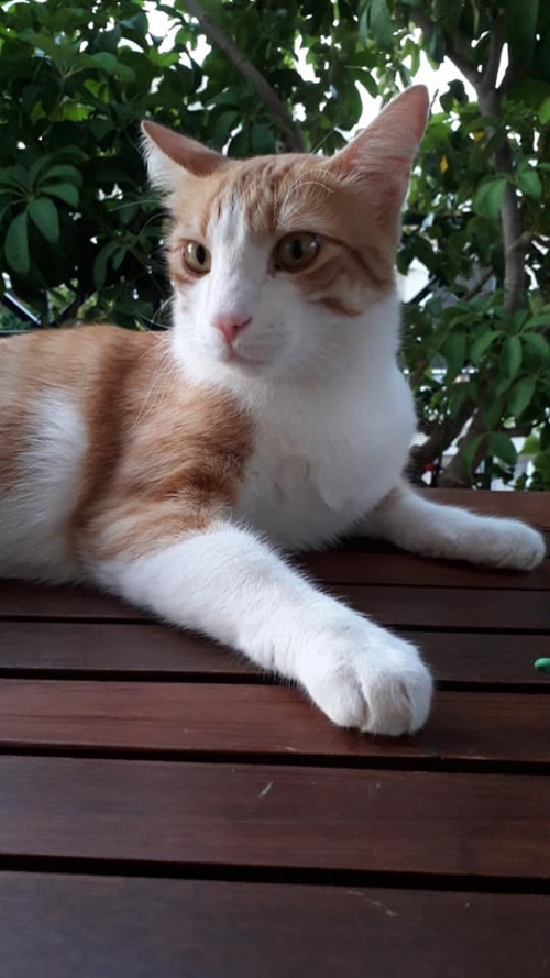 Χάθηκε ο Αρίστος