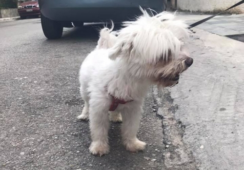 Βρεθηκε Μαλτέζ, Αιγάλεω