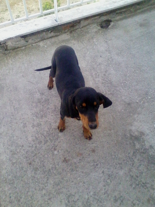 ΧΑΘΗΚΕ ΣΚΥΛΟΣ ΑΠΟ ΤΗΝ ΑΓΙΑ ΒΑΡΒΑΡΑ ΑΤΤΙΚΗΣ