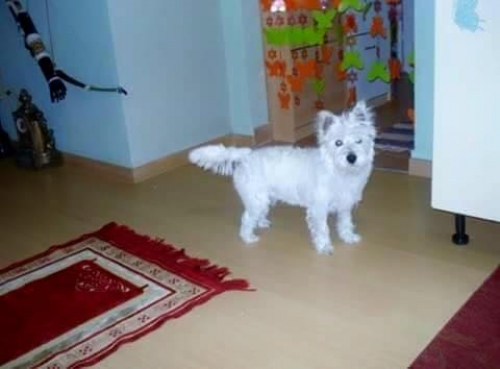 &Chi;ά&theta;&eta;&kappa;&epsilon; &Sigma;&kappa;ύ&lambda;&omicron;&sigmaf;, &Lambda;&epsilon;&upsilon;&kappa;ό &theta;&eta;&lambda;&upsilon;&kappa;ό &alpha;&pi;ό Ά&nu;&omega; &Pi;&epsilon;&rho;&alpha;ί&alpha;