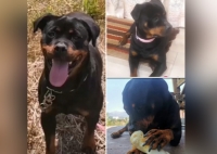 Χάθηκε θηλυκό Ροτβάιλερ, Ν. Κηφισιά