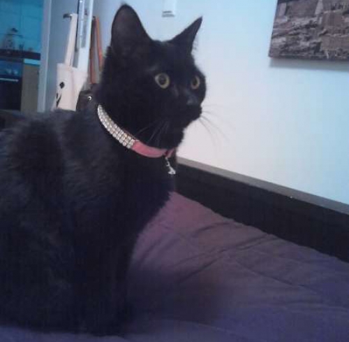 Χάθηκε μαύρη γάτα, Μαρούσι - Πεύκη