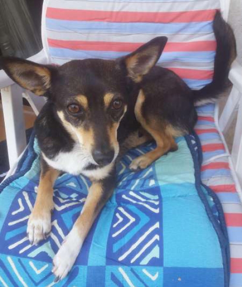 &Chi;ά&theta;&eta;&kappa;&epsilon; &theta;&eta;&lambda;&upsilon;&kappa;ό&sigmaf; &sigma;&kappa;ύ&lambda;&omicron;&sigmaf;, &Kappa;&alpha;&lambda;&alpha;&mu;&alpha;&rho;&iota;ά