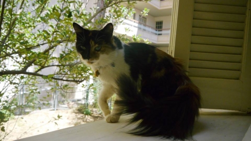 &Chi;ά&theta;&eta;&kappa;&epsilon; &tau;&rho;ί&chi;&rho;&omega;&mu;&eta; &Gamma;ά&tau;&alpha;, &Pi;&omicron;&lambda;ύ&delta;&rho;&omicron;&sigma;&omicron;