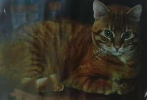 &Chi;ά&theta;&eta;&kappa;&epsilon; &gamma;ά&tau;&omicron;&sigmaf;, &Chi;&omicron;&lambda;&alpha;&rho;&gamma;ό&sigmaf;