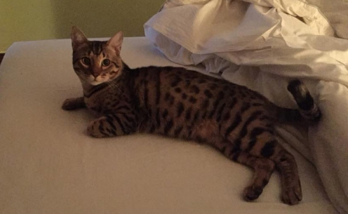 &Chi;ά&theta;&eta;&kappa;&epsilon; &gamma;ά&tau;&omicron;&sigmaf;, Ά&gamma;&iota;&omicron;&iota; &Alpha;&nu;ά&rho;&gamma;&upsilon;&rho;&omicron;&iota;