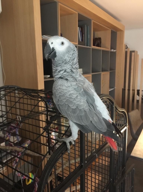 Χάθηκε παπαγάλος African grey Βριλήσσια