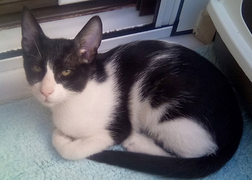 Χάθηκε ασπρόμαυρη γάτα, Γαλάτσι