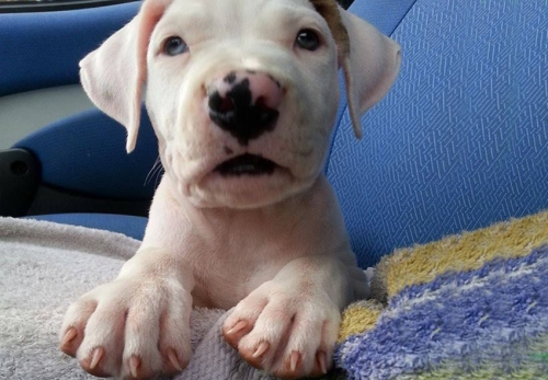 Κλάπηκε λευκό Πίτμπουλ, Καισαριανή