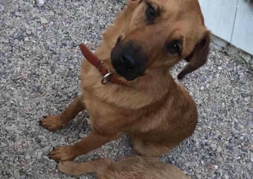 Χάθηκε Σκύλος μπεζ Αρσενικό, Παπάγου