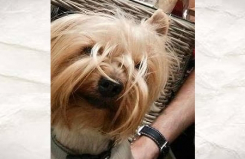 &Chi;ά&theta;&eta;&kappa;&epsilon; &Gamma;&iota;ό&rho;&kappa;&sigma;&alpha;&iota;&rho; &mu;&pi;&epsilon;&zeta; &sigma;&tau;&alpha; &Phi;&iota;&lambda;&iota;&alpha;&tau;&rho;ά