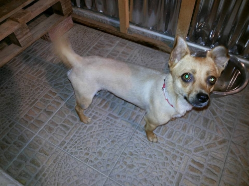 &Chi;ά&theta;&eta;&kappa;&epsilon; &Sigma;&kappa;ύ&lambda;&omicron;&sigmaf;, &mu;&pi;&epsilon;&zeta; &theta;&eta;&lambda;&upsilon;&kappa;ό, &Pi;ά&tau;&rho;&alpha;