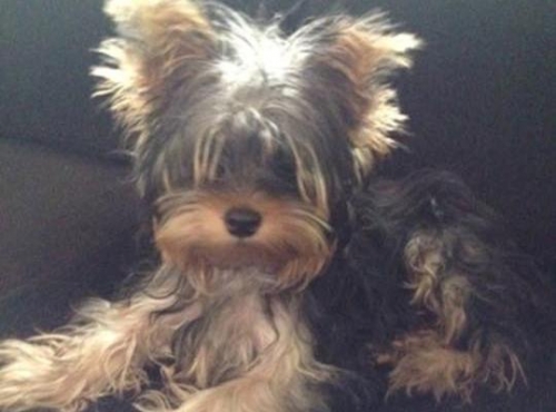 &Chi;ά&theta;&eta;&kappa;&epsilon; &Gamma;&iota;ό&rho;&kappa;&sigma;&alpha;&iota;&rho;, &Zeta;&omega;&gamma;&rho;ά&phi;&omicron;&upsilon;