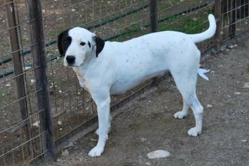 &Chi;ά&theta;&eta;&kappa;&epsilon; &lambda;&epsilon;&upsilon;&kappa;ό&sigmaf; &sigma;&kappa;ύ&lambda;&omicron;&sigmaf;, &Rho;&alpha;&phi;ή&nu;&alpha;