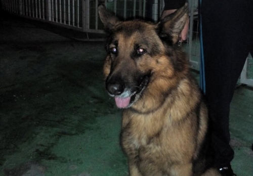 &Chi;ά&theta;&eta;&kappa;&epsilon; &Lambda;&upsilon;&kappa;ό&sigma;&kappa;&upsilon;&lambda;&omicron;, &Epsilon;ύ&omicron;&sigma;&mu;&omicron;&sigmaf;