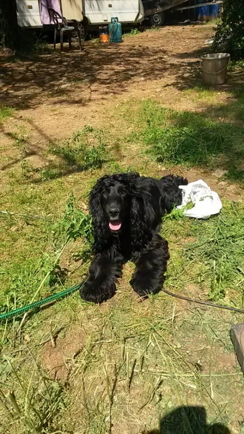 ΧΑΘΗΚΕ ΚΟΚΕΡ ΣΠΑΝΙΕΡ ΜΑΥΡΟ ΣΤΟ ΜΑΡΟΥΣΙ - ΠΕΥΚΗ