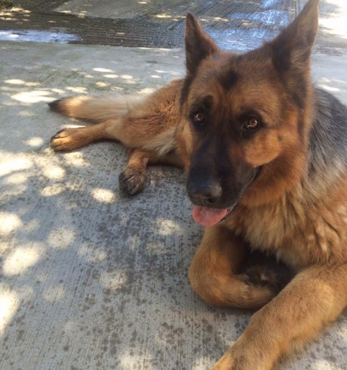 &Kappa;&lambda;ά&pi;&eta;&kappa;&epsilon; &Lambda;&upsilon;&kappa;ό&sigma;&kappa;&upsilon;&lambda;&omicron;, &Alpha;&gamma;. &Sigma;&tau;έ&phi;&alpha;&nu;&omicron;&sigmaf;