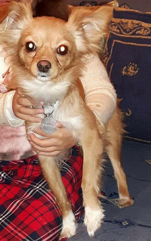 &Chi;ά&theta;&eta;&kappa;&epsilon; &kappa;&alpha;&phi;έ &Tau;&sigma;&iota;&omicron;&upsilon;ά&omicron;&upsilon;&alpha;, &Kappa;&omicron;&rho;&upsilon;&delta;&alpha;&lambda;&lambda;ό&sigmaf;