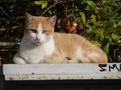 &Chi;ά&theta;&eta;&kappa;&epsilon; &Gamma;ά&tau;&alpha;, &tau;&iota;&gamma;&rho;έ &kappa;&alpha;&nu;&epsilon;&lambda;ί, &Kappa;&iota;ά&tau;&omicron;