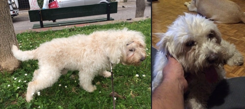 Χάθηκε λευκό Γκριφόν, Μαραθώνας