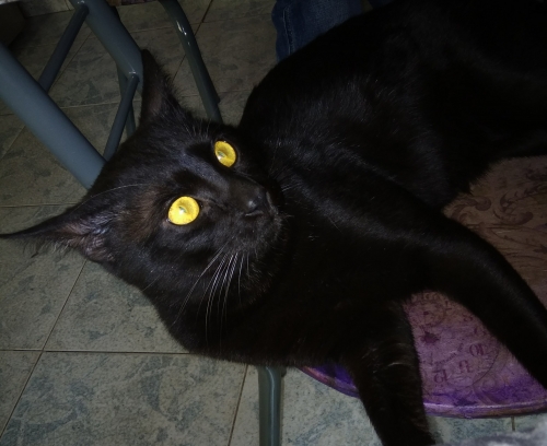 ΧΑΘΗΚΕ ΑΡΣΕΝΙΚΟΣ ΓΑΤΟΣ ΣΤΗΝ ΑΝΩ ΠΟΛΗ ΘΕΣ/ΝΙΚΗΣ