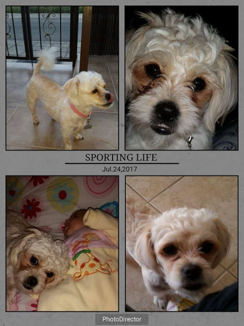 &Chi;ά&theta;&eta;&kappa;&epsilon; &lambda;&epsilon;&upsilon;&kappa;ό &Kappa;&alpha;&nu;ί&sigmaf;, &Omicron;&rho;&mu;ή&delta;&epsilon;&iota;&alpha; &Kappa;ύ&pi;&rho;&omicron;&sigmaf;