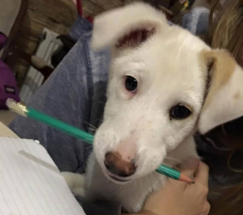 &Chi;ά&theta;&eta;&kappa;&epsilon; &lambda;&epsilon;&upsilon;&kappa;ό &sigma;&kappa;&upsilon;&lambda;ί, &Pi;ό&rho;&tau;&omicron; &Rho;ά&phi;&tau;&eta;