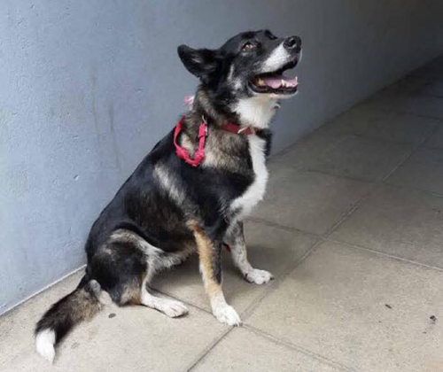 Χάθηκε θηλυκός σκύλος, Νέος Βουτσάς